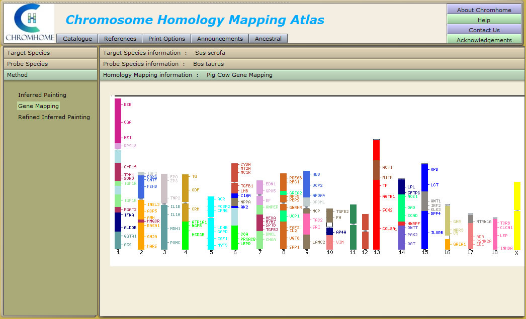 Gene Mapping Schwein-Kuh